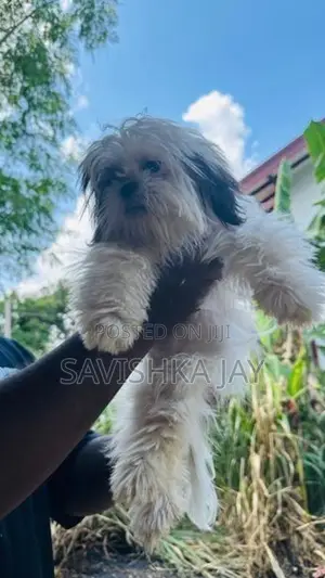 Shih Tzu female puppy