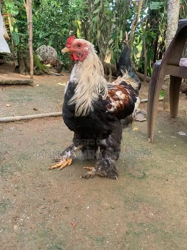 Brahma Chickens