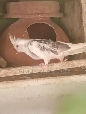 Cockatiel Bird