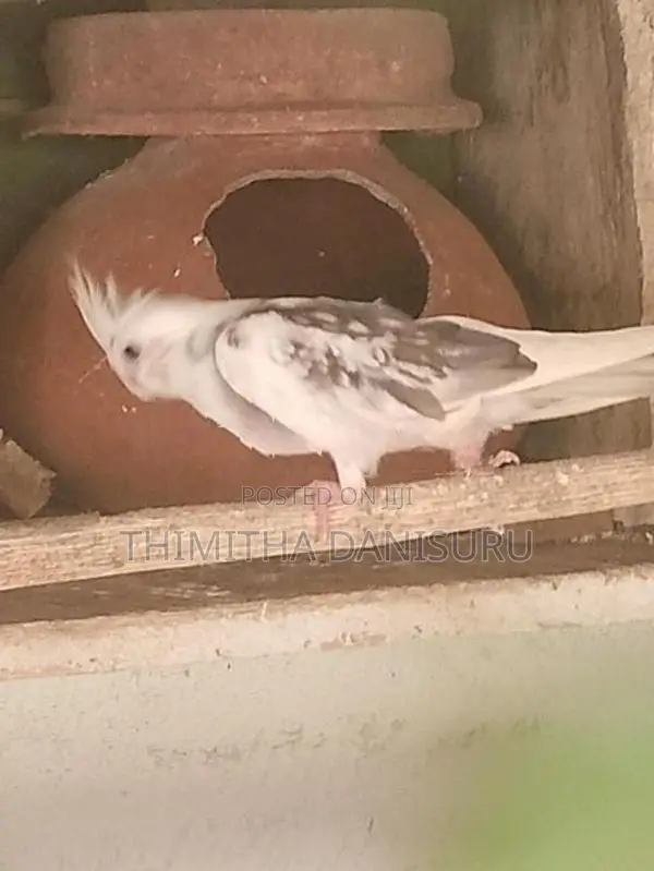 Cockatiel Bird