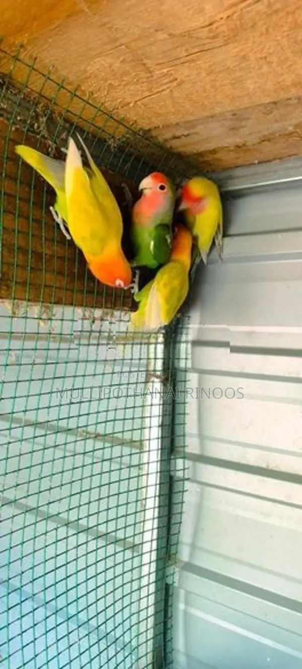African Parrots