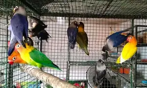 African Bird