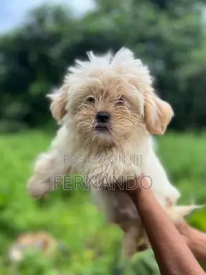 Shih Tzu Puppies
