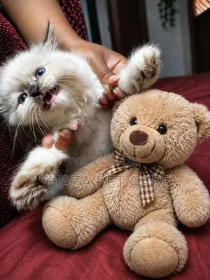 Persian Cat