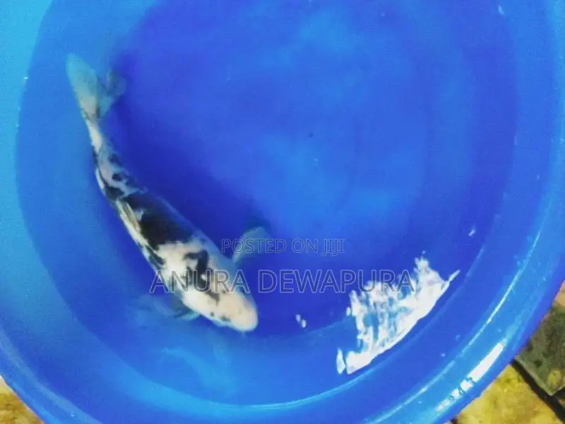 Japanese Koi Fish