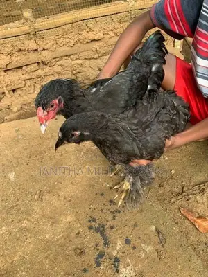 Brahma Chikens
