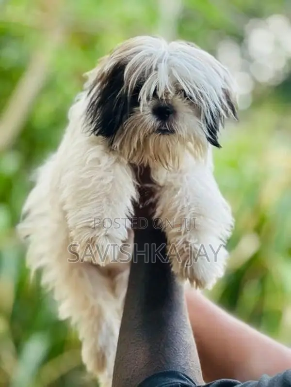 Shih Tzu female puppy