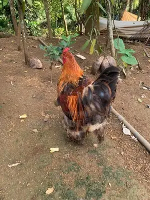 Brahma Chickens
