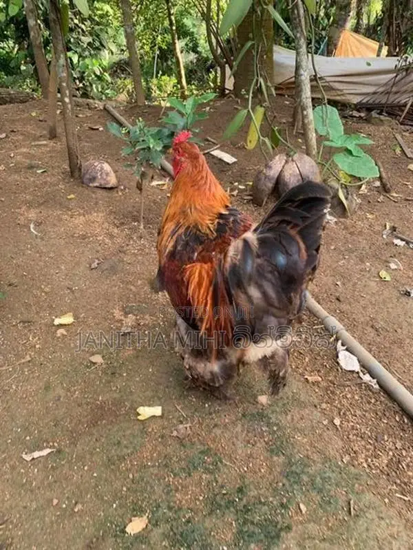 Brahma Chickens