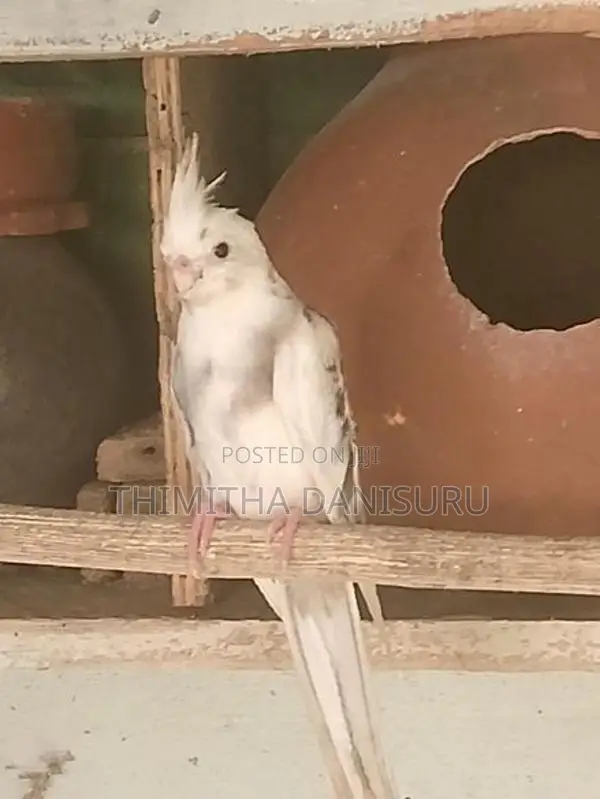 Cockatiel Bird