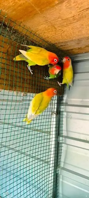 African Parrots