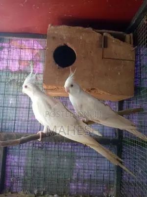 Cockatiel Birds