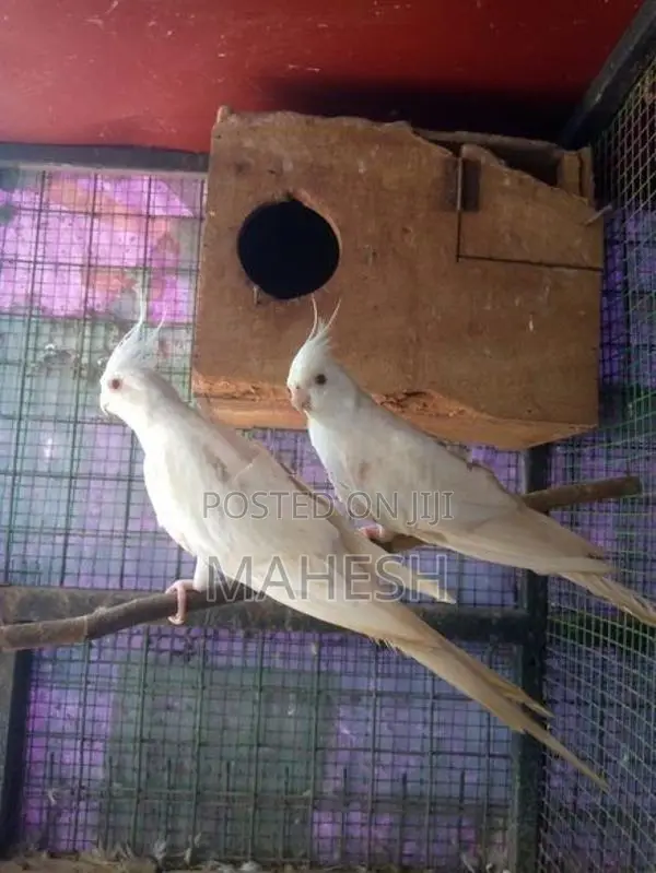Cockatiel Birds