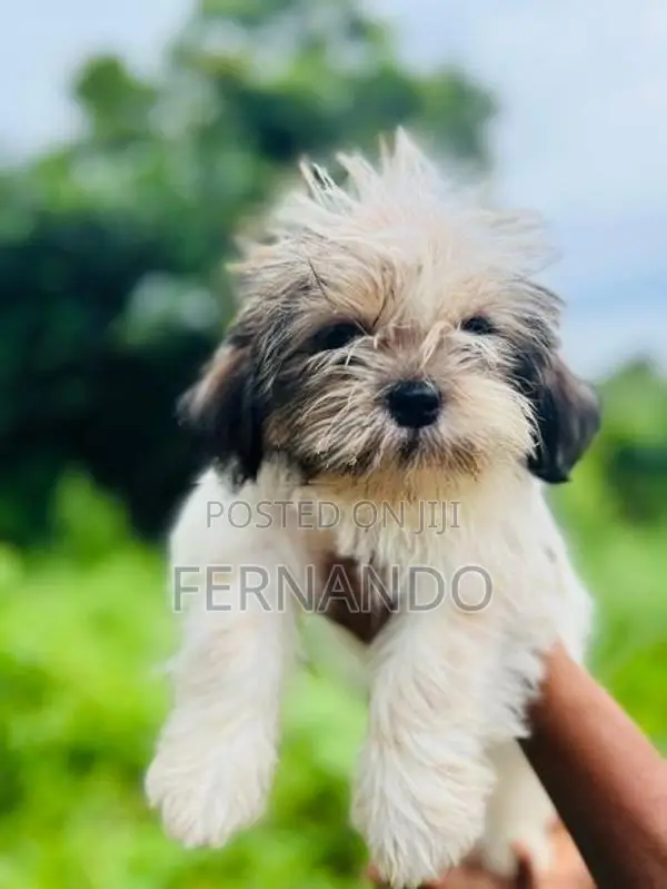 Shih Tzu Puppies