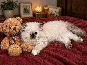 Persian Cat