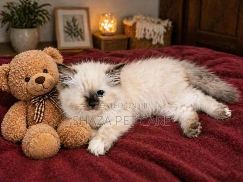 Persian Cat
