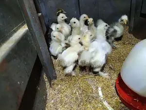 Cochin Bantam Chicks