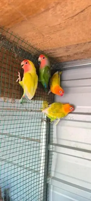 African Parrots