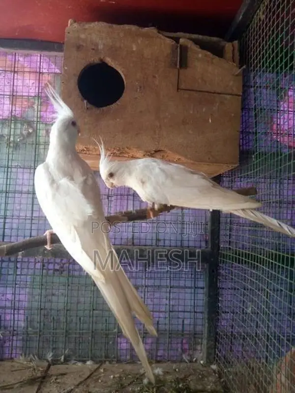 Cockatiel Birds