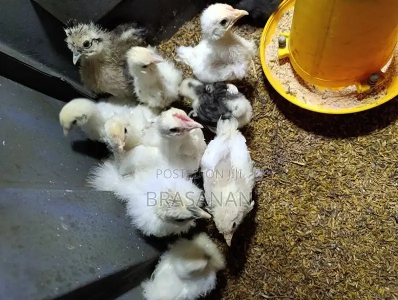 Cochin Bantam Chicks
