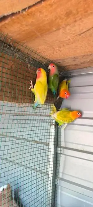 African Parrots