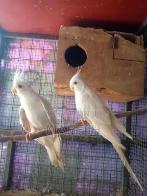 Cockatiel Birds