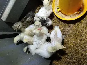 Cochin Bantam Chicks