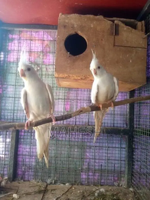 Cockatiel Birds