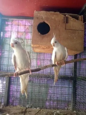 Cockatiel Birds