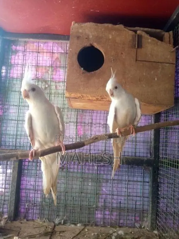 Cockatiel Birds