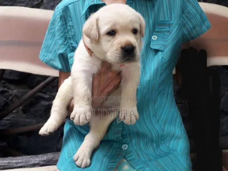 Labrador Puppies