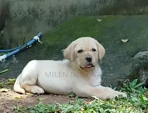 Labrador Puppy