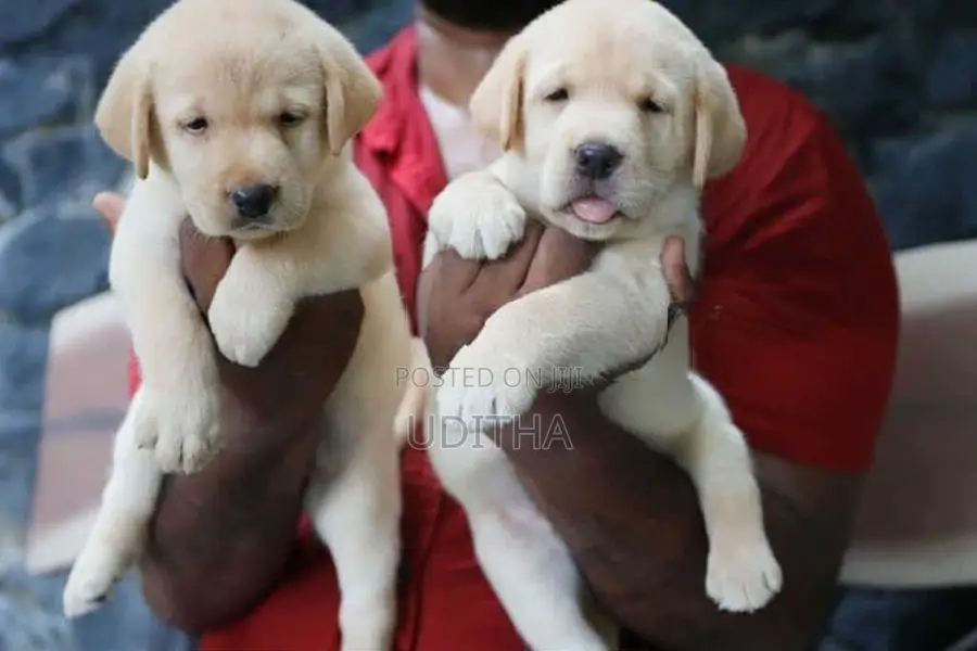 Labrador Puppies
