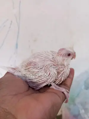 Lutino Bird