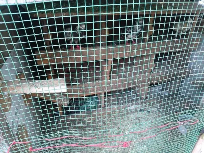 පරවි කුඩුව