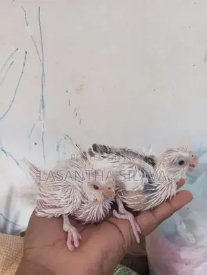 Lutino Bird