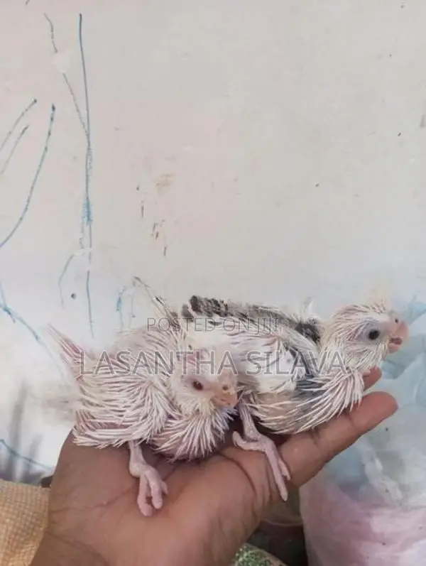 Lutino Bird