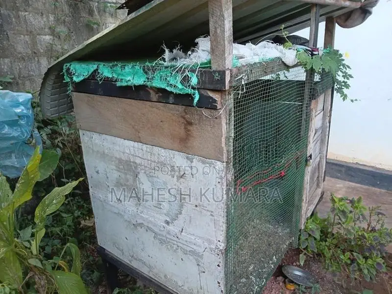 පරවි කුඩුව