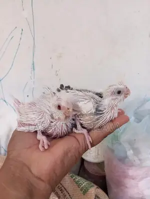 Lutino Bird