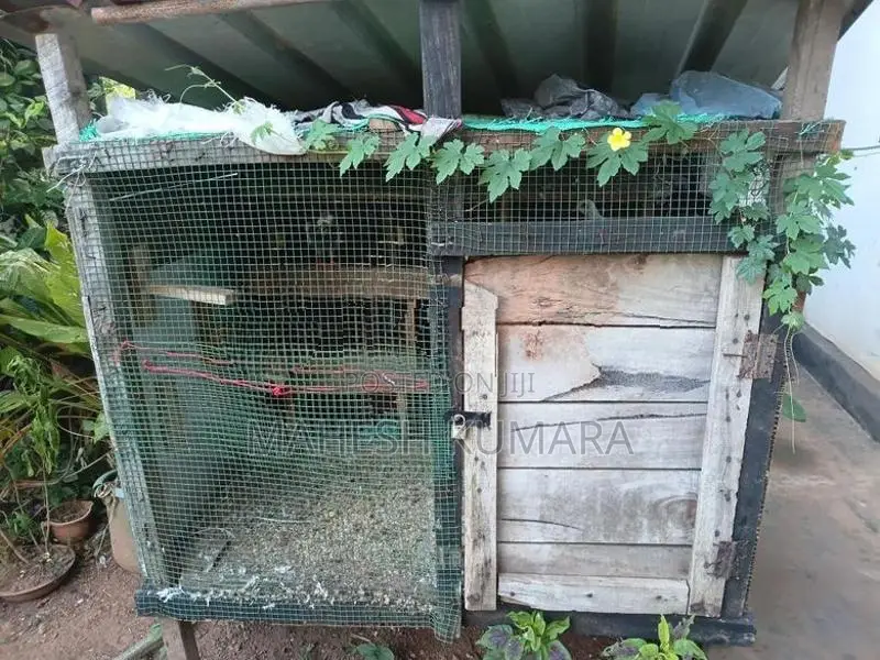 පරවි කුඩුව