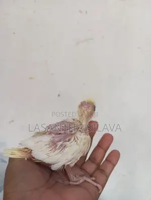 Lutino Bird