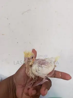 Lutino Bird