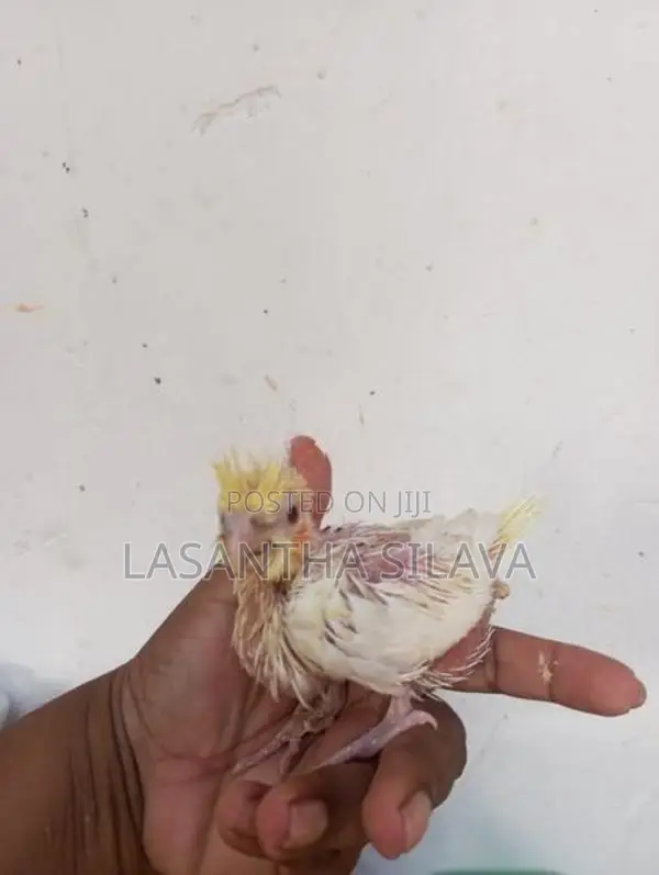 Lutino Bird