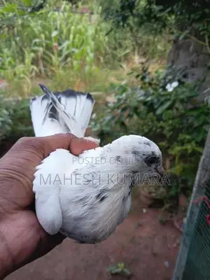 පරවි කුඩුව