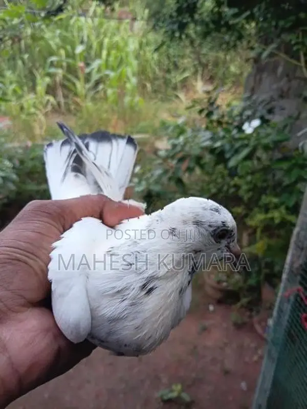 පරවි කුඩුව