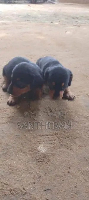 Dachshund Puppy
