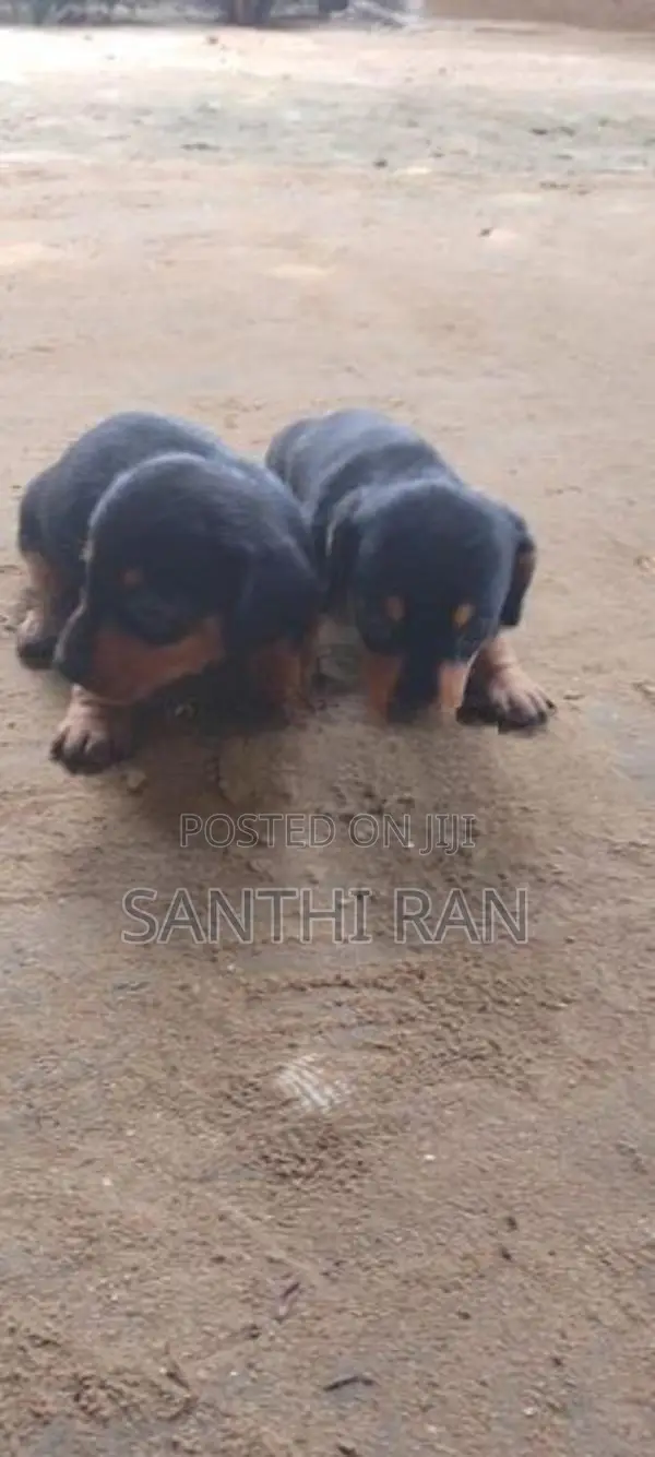 Dachshund Puppy