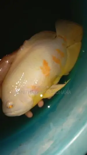 Oscar Fish