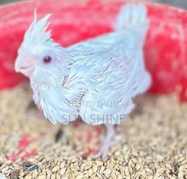 Cockatiel Bird