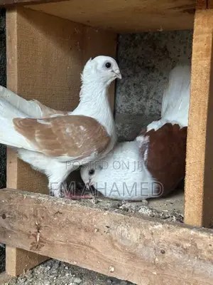 German Owl Pigeon